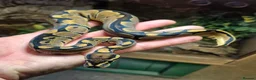 Python Snake reptiles for sale: Baby ball python for sale  - Advert 2