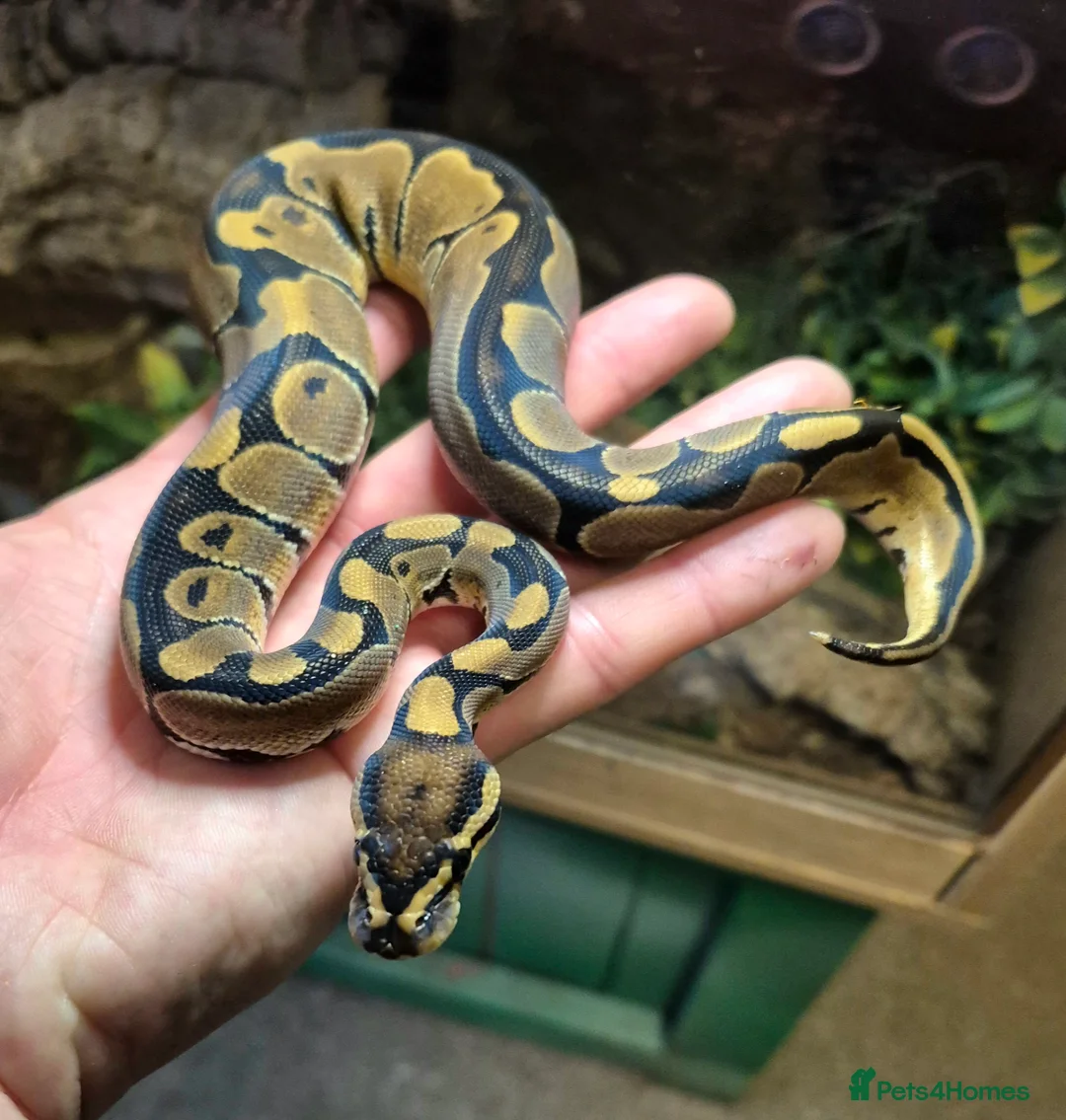 Python Snake reptiles for sale: Baby ball python for sale  - Advert 2