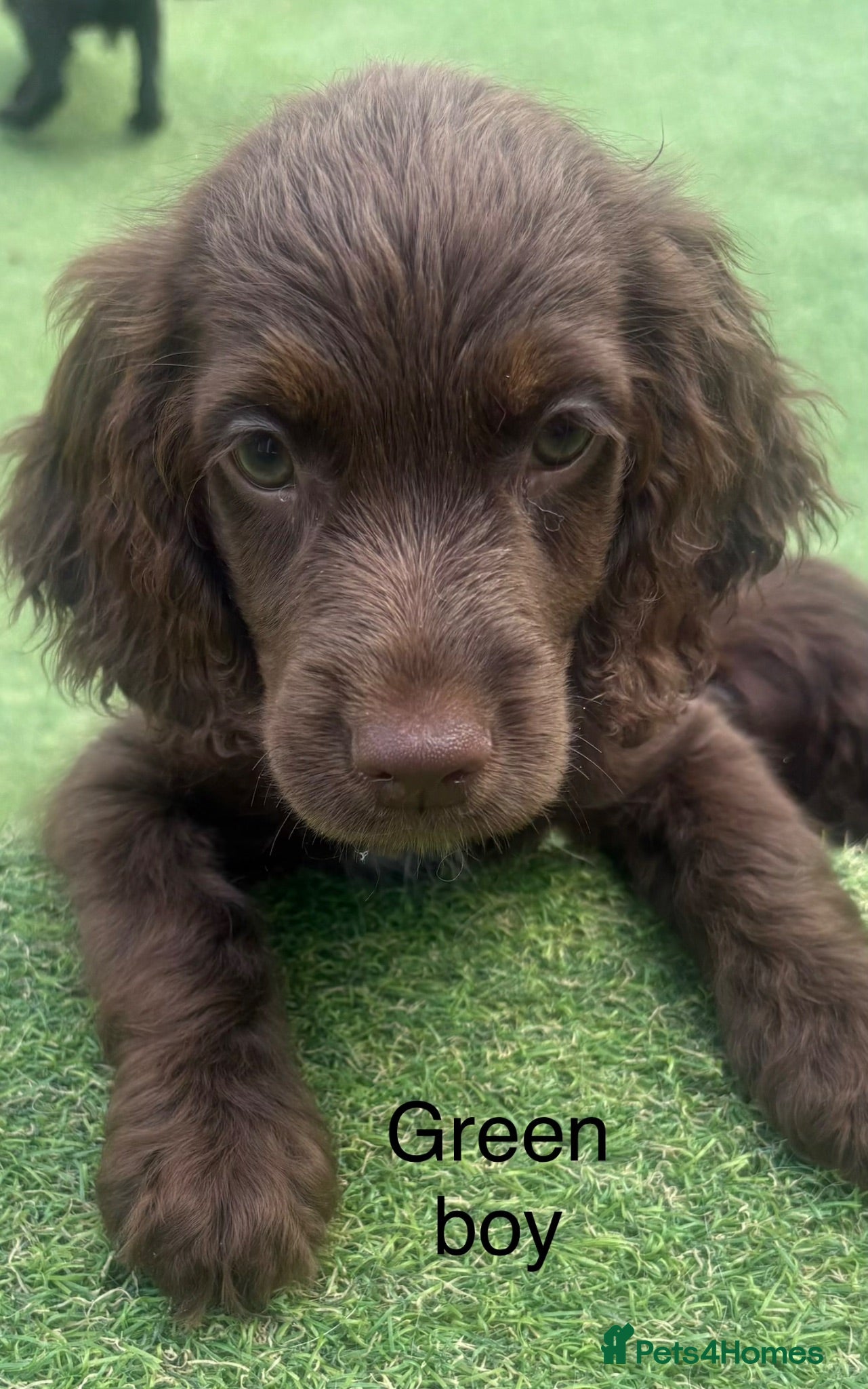 Cocker Spaniel dogs **READY TO GO** - Advert 2