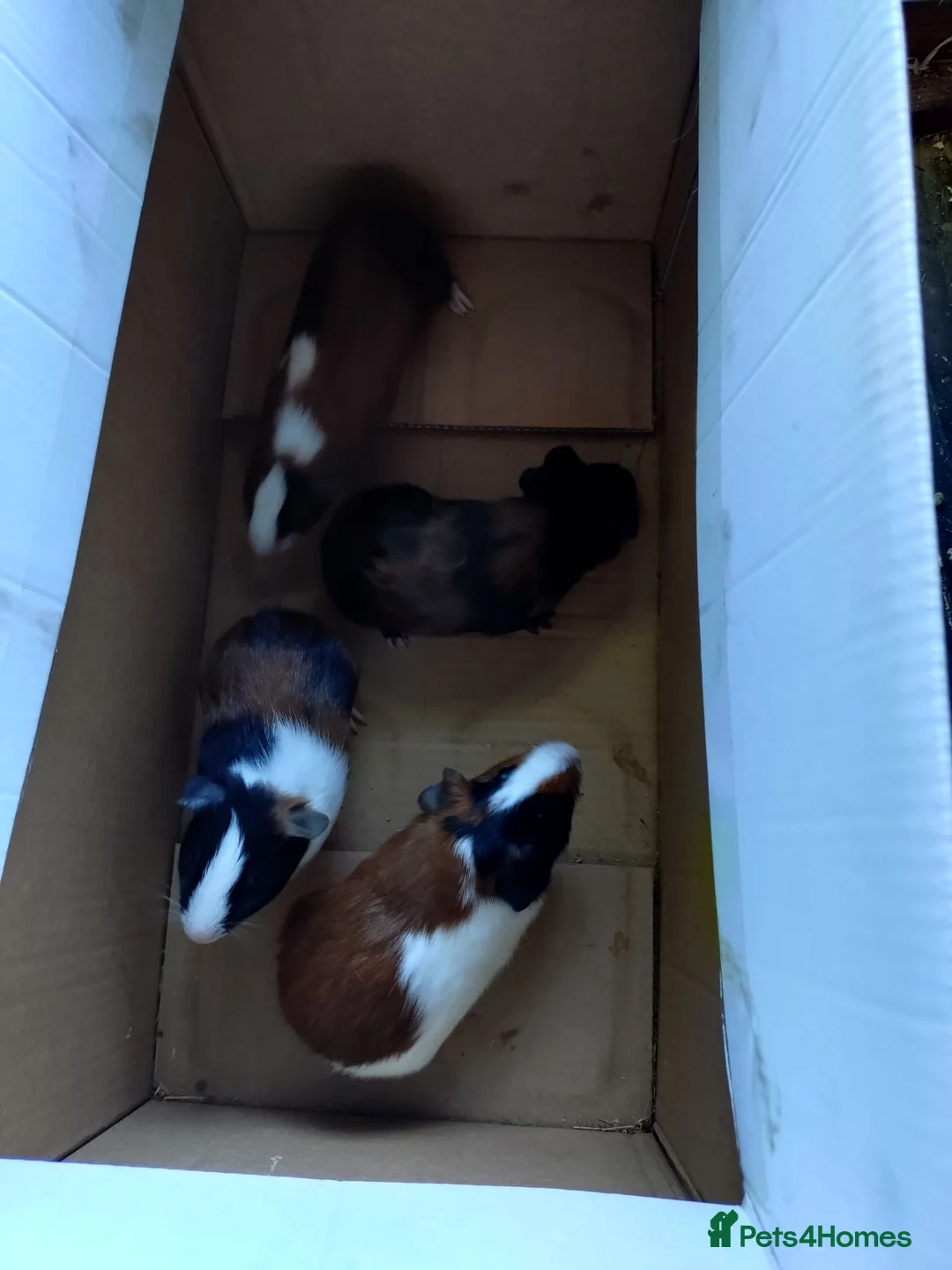 Guinea Pig rodents for sale: Males and females guinea pigs  - Advert 2