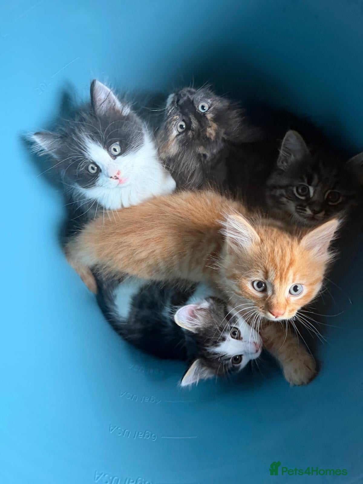 Mixed Breed cats Stunning playful healthy cuddly 5 kittens  - Advert 4