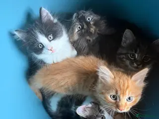 Mixed Breed cats Stunning playful healthy cuddly 5 kittens - Advert 4