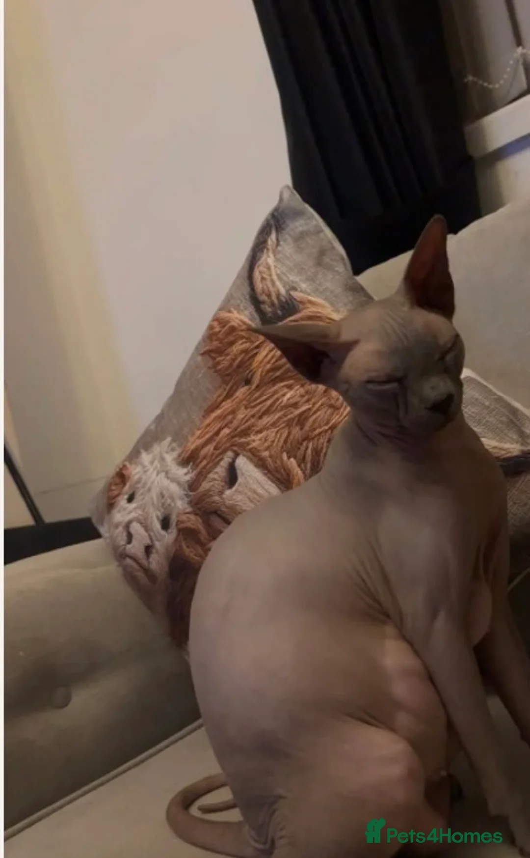 Sphynx cats for sale: Sphynx kittens - Advert 16