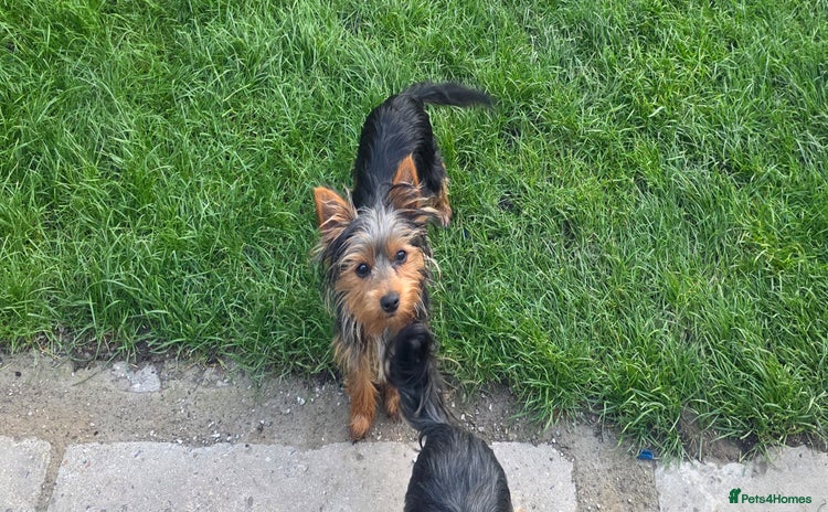 Yorkshire Terrier dogs - Advert 9