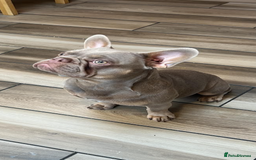 French Bulldog dogs for stud: Frenchie stud  - Image 2