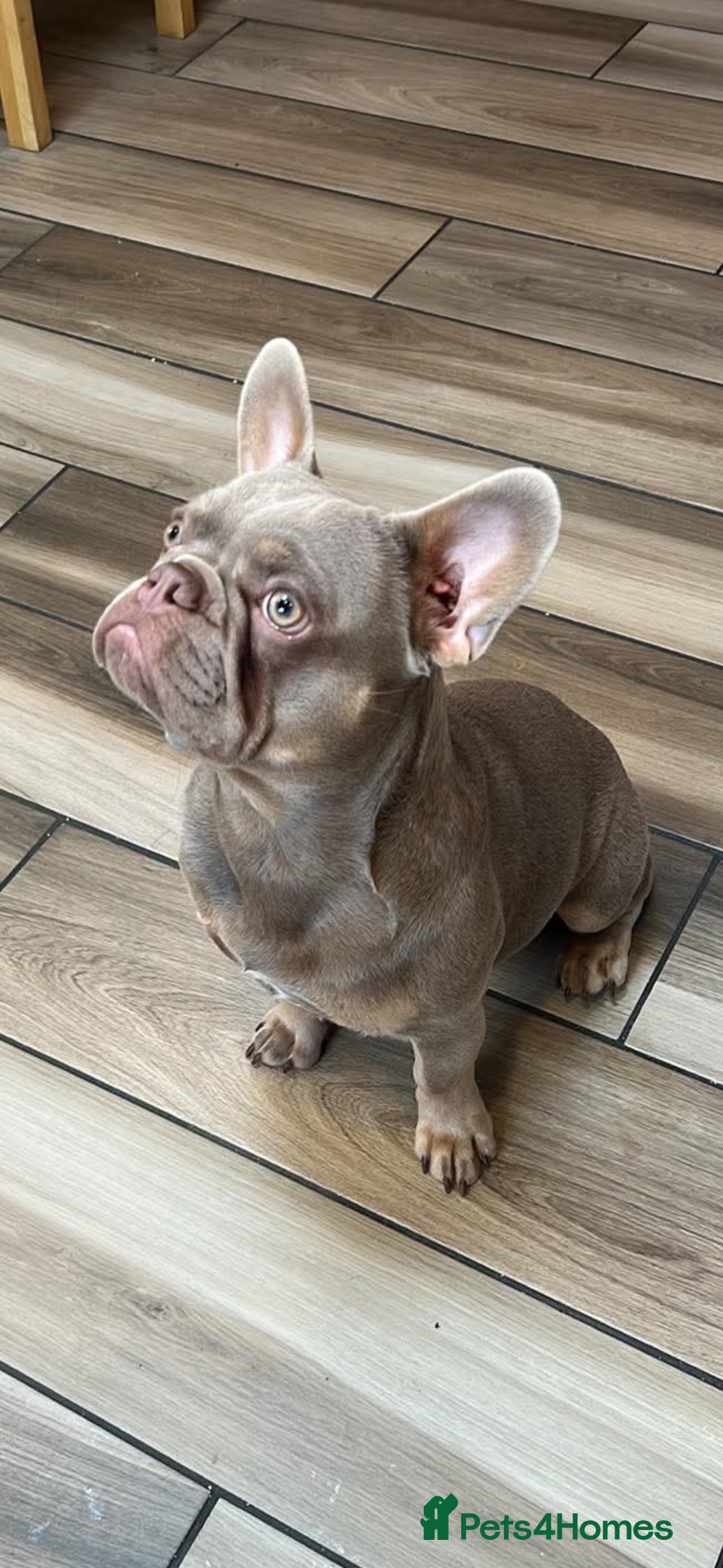 French Bulldog dogs for stud: Frenchie stud  - Image 2