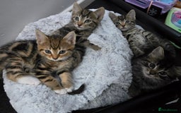 Mixed Breed cats for sale: 5 Kittens for sale - Image 1