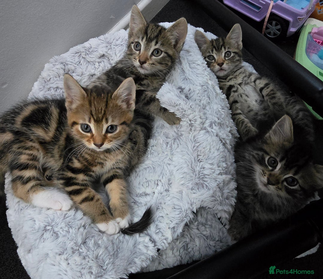 Mixed Breed cats for sale: 5 Kittens for sale - Image 1