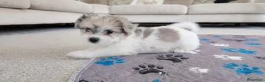 Mixed Breed 2