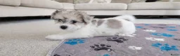 Mixed Breed dogs for sale: Beautiful Shorkie-Poo / Pom-Poo Puppies - Advert 12