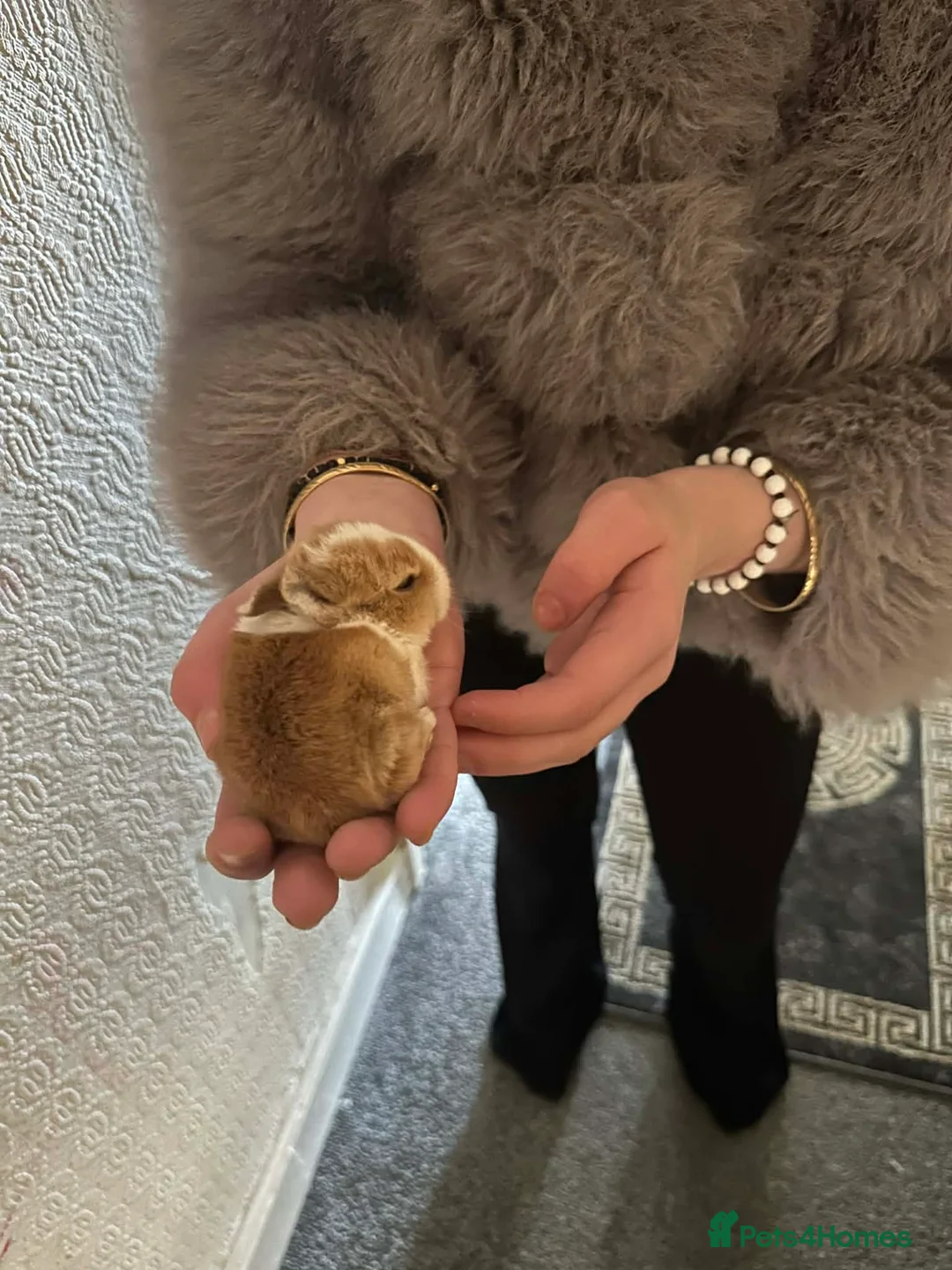 Mixed Breed rabbits for sale: Dwarf mixed breed bunnies  - Advert 2