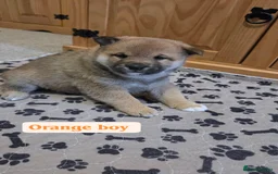 Japanese Shiba Inu dogs for sale: Shiba Inu – 5 Puppies  - Advert 15