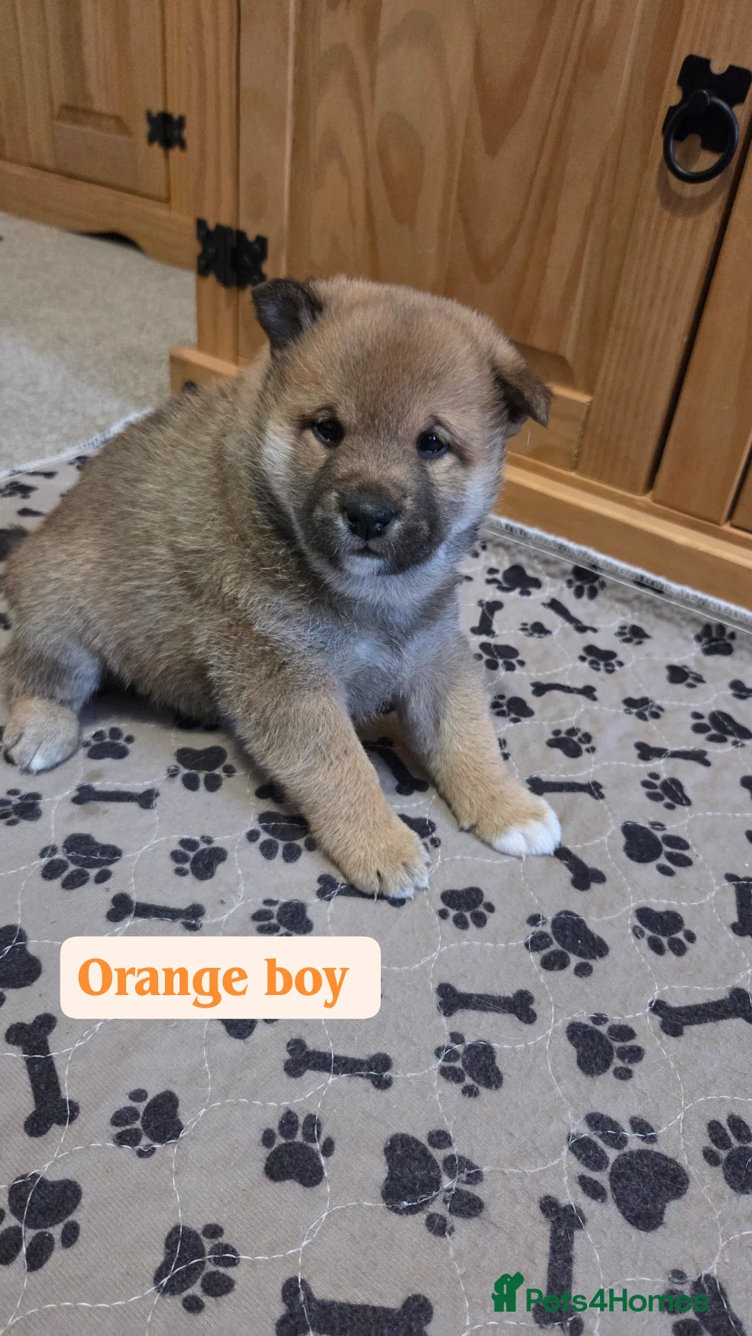 Japanese Shiba Inu dogs for sale: Shiba Inu – 5 Puppies  - Advert 15