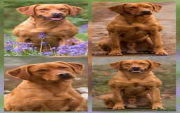 Mixed Breed dogs for sale: Adorable Black Lab Mix - Image 18