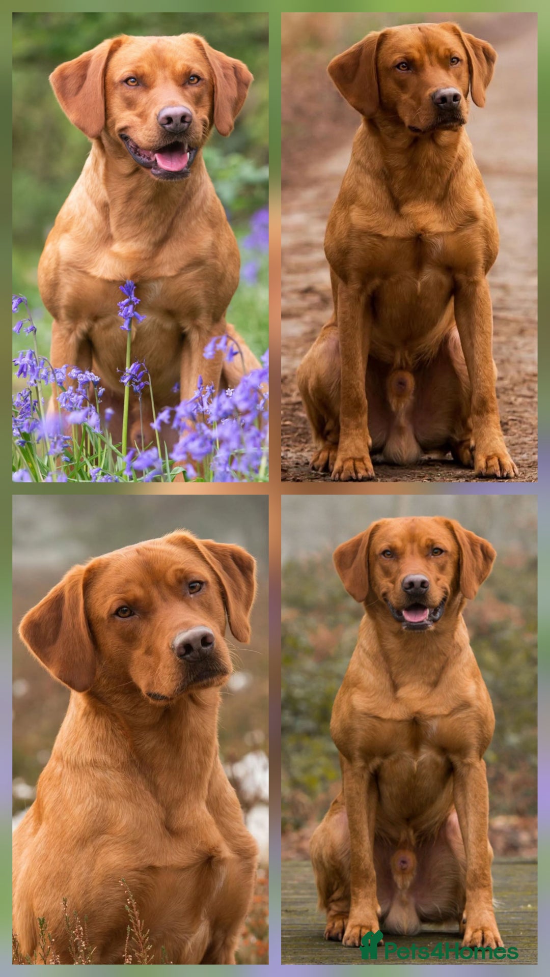Mixed Breed dogs for sale: Adorable Black Lab Mix - Image 18