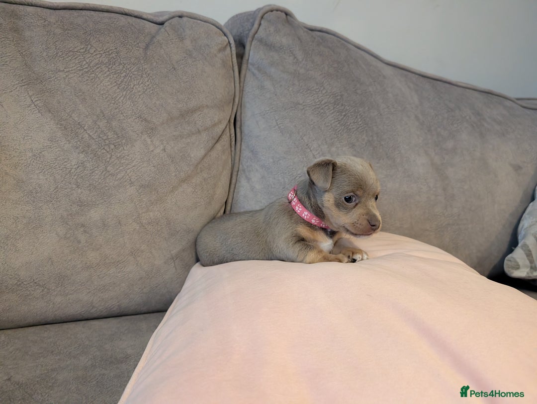 Jack Russell dogs for sale: Quality Miniature Jack Russells  - Advert 2