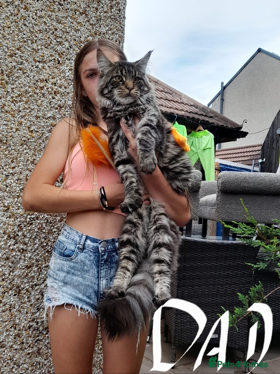 Maine Coon cats for sale: Beautiful Maine Coon kittens  - Advert 30