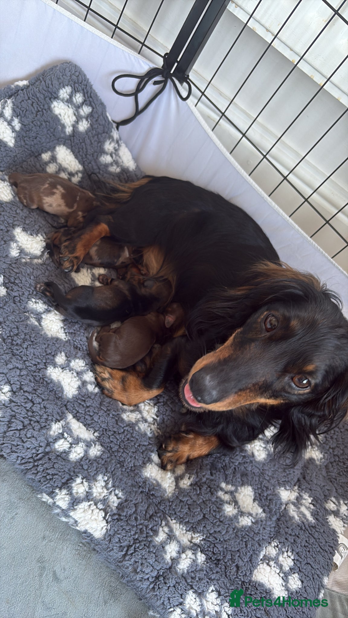 Miniature Dachshund dogs for sale: Beautiful Miniature Dachshund Puppies 🩵🩷🩷🩷 - Advert 1
