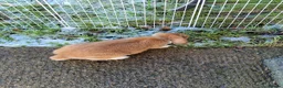 Mini Lop rabbits for sale: 🐰 Adorable Adult Rabbit Looking for a New Home 🏡 - Advert 6
