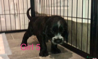 Cocker Spaniel dogs Kc show extensive health tests beautiful colours - Advert 1