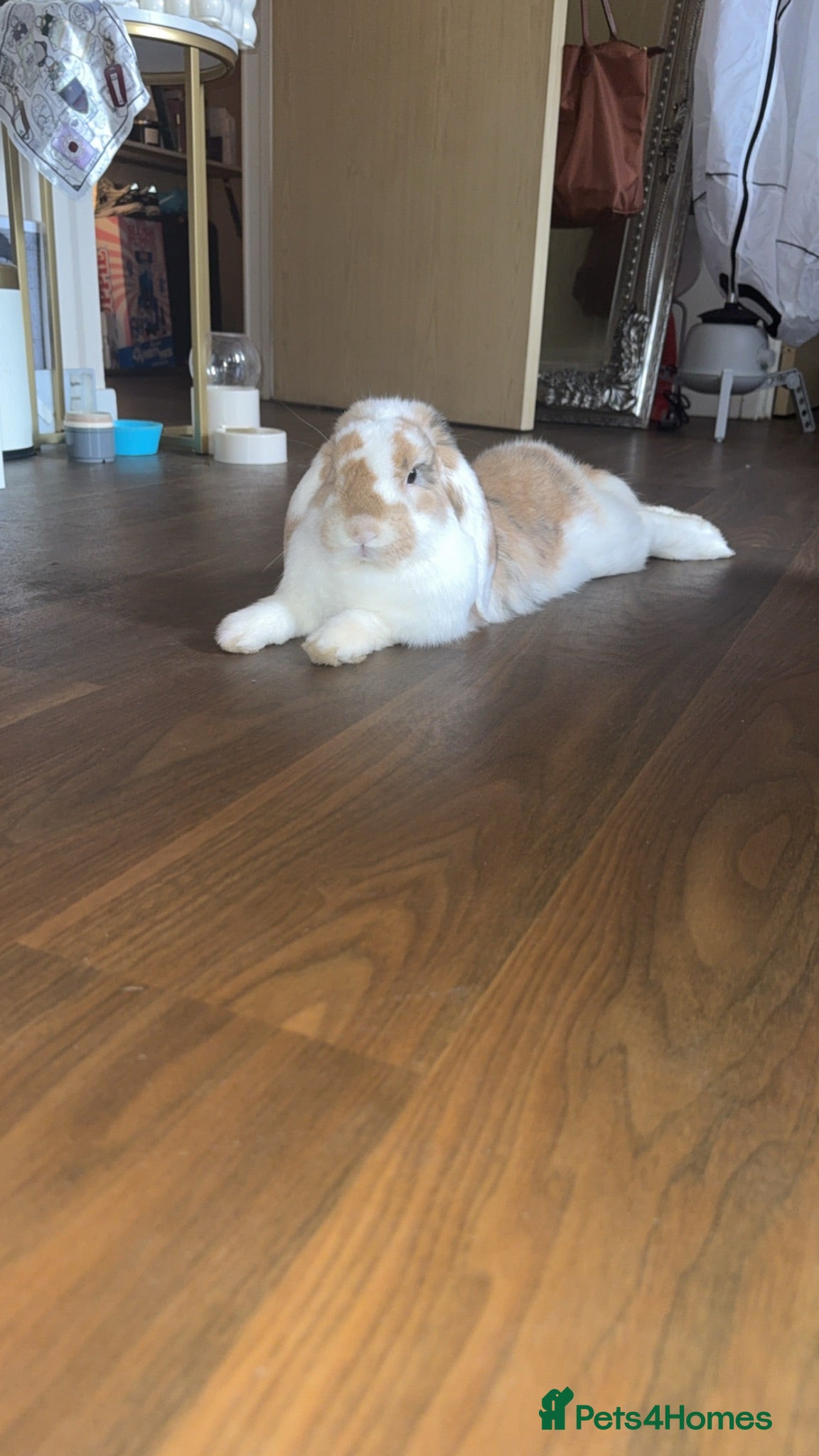 French Lop rabbits French Lop Buck 9’months for sale - Advert 4