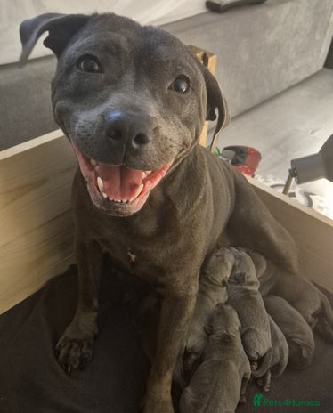 Staffordshire Bull Terrier dogs - Advert 1