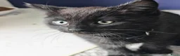 British Shorthair cats for sale: Two Gorgeous Black & Grey Boys Ready Now!  - Advert 4