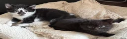 Mixed Breed cats for sale: Three gorgeous kittens! 🐾 - Advert 6