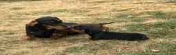 Miniature Dachshund dogs for sale: 🐾 MINIATURE DACHSHUND PUPPIES SHORT HAIRED - Advert 9