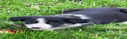 Border Collie dogs for sale: Farm bred border collie puppies - Advert 13