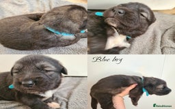 Caucasian Shepherd Dog dogs for sale: Caucasian ovcharka puppies  - Image 5