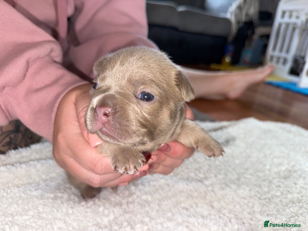 French Bulldog dogs for sale: French bulldog puppies  - Image 4