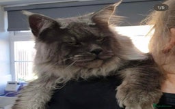 Maine Coon cats for sale: Full pedigree blue smoke female Maine coon  - Image 4
