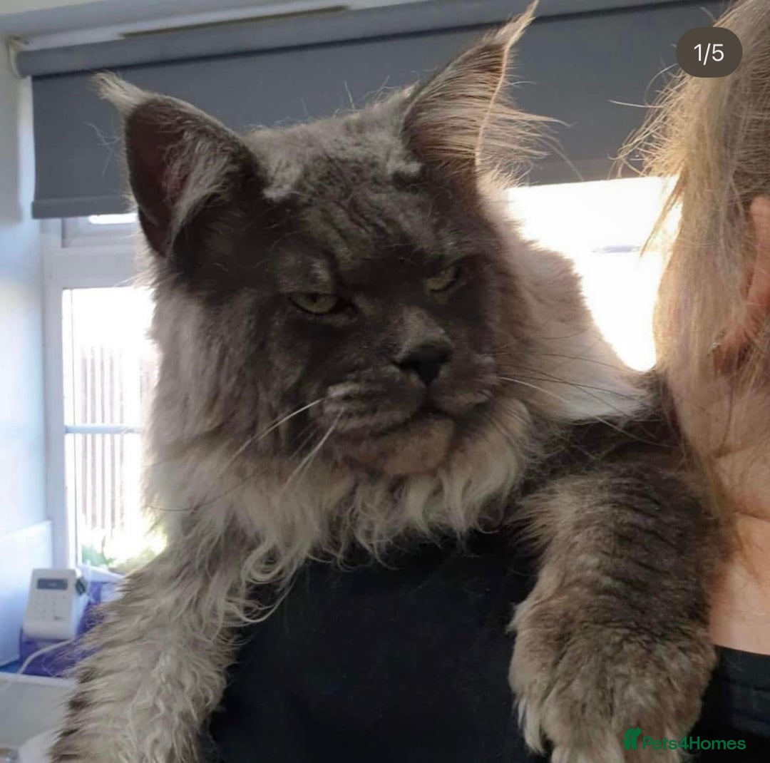 Maine Coon cats for sale: Full pedigree blue smoke female Maine coon  - Image 4
