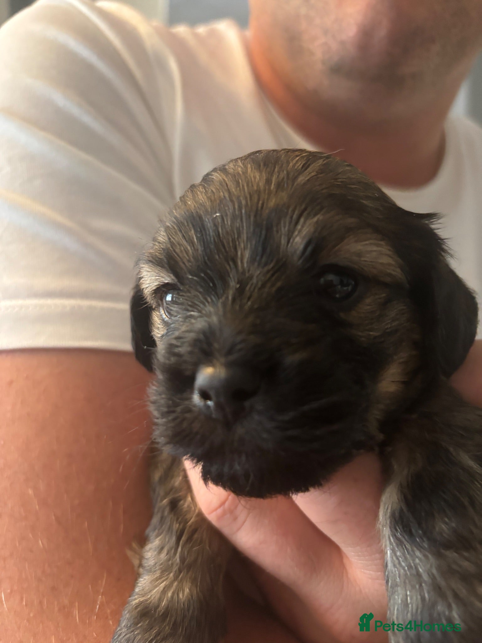 Mixed Breed dogs Gorgeous Shih Tzu × Mini Dachshund Puppies 🐾 - Advert 8