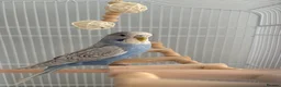 Budgerigars birds for sale: budgiefor sale with cage and food and accessories  - Advert 6
