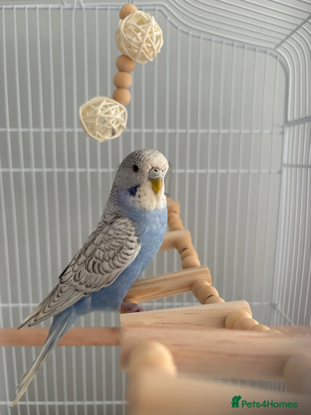 Budgerigars birds for sale: budgiefor sale with cage and food and accessories  - Advert 6