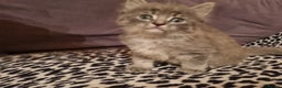 Mixed Breed cats for sale: Ghost tabby cats  - Advert 6