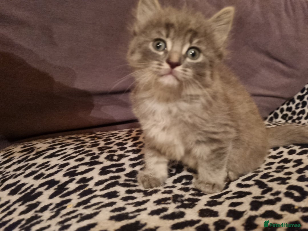 Mixed Breed cats for sale: Ghost tabby cats  - Advert 6