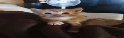 Mixed Breed cats for sale: 1 male kitten ! - Advert 3