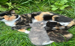 Mixed Breed cats for sale: Kitten  - Advert 4