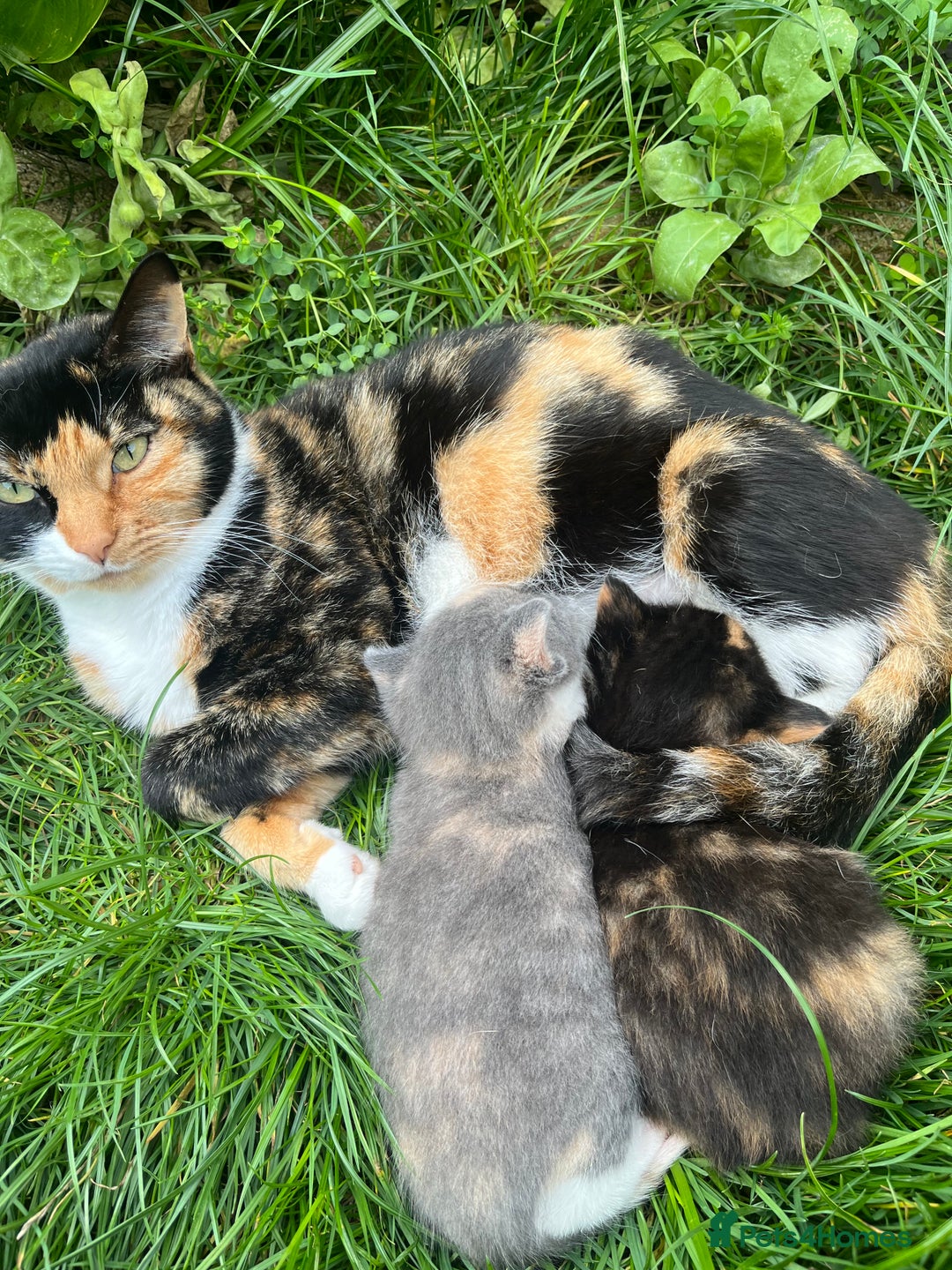 Mixed Breed cats for sale: Kitten  - Advert 4