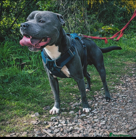 Staffordshire Bull Terrier dogs in Cardiff - Advert 1