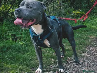 Staffordshire Bull Terrier dogs King reggie .champion/vagalo lines in Cardiff - Advert 5