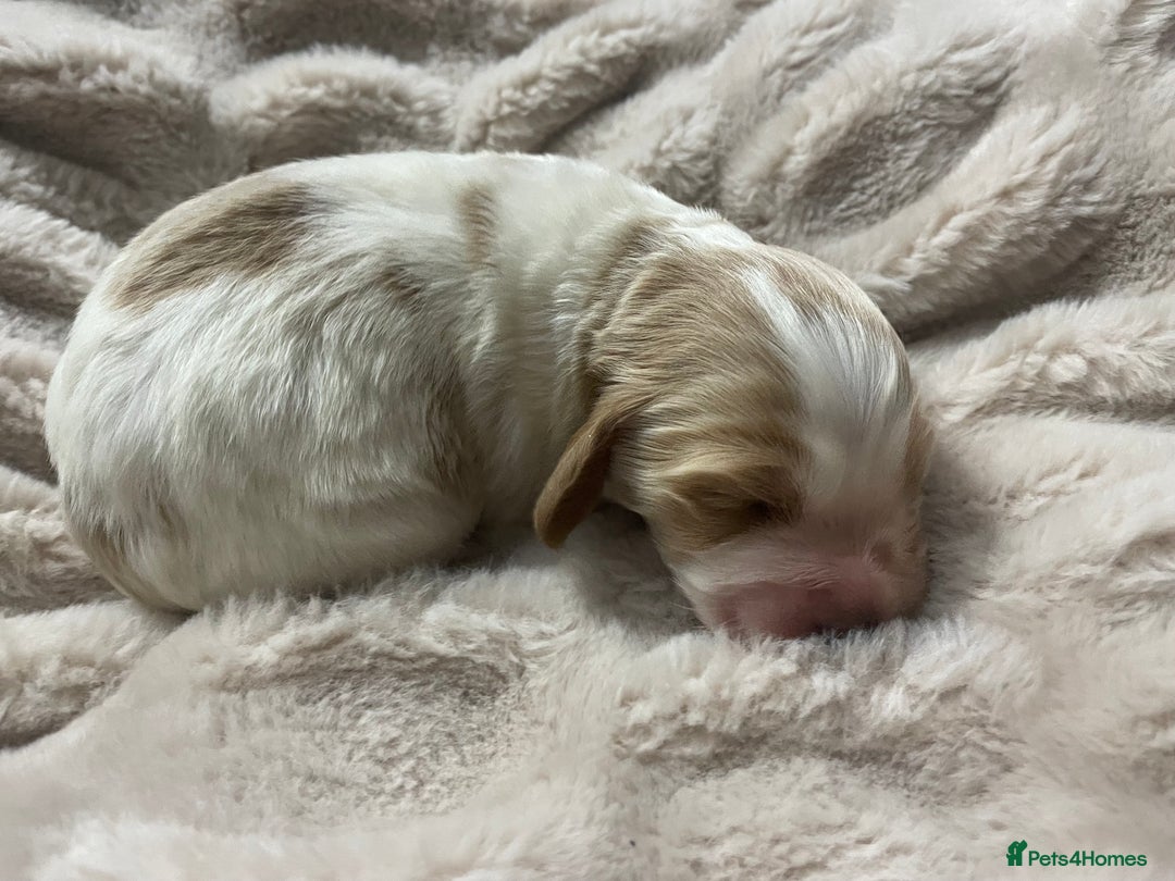 Cockapoo dogs for sale: Cockerpoo apricot and cream  - Advert 18