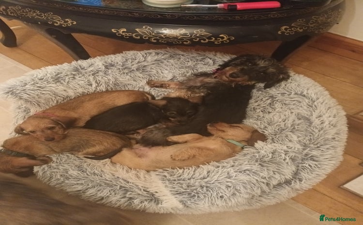 Miniature Dachshund dogs - Advert 3