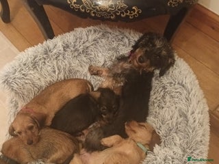 Miniature Dachshund dogs - Advert 2