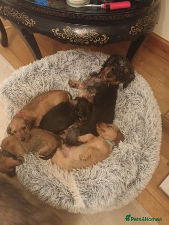 Miniature Dachshund dogs - Advert 3