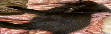 Black kitten