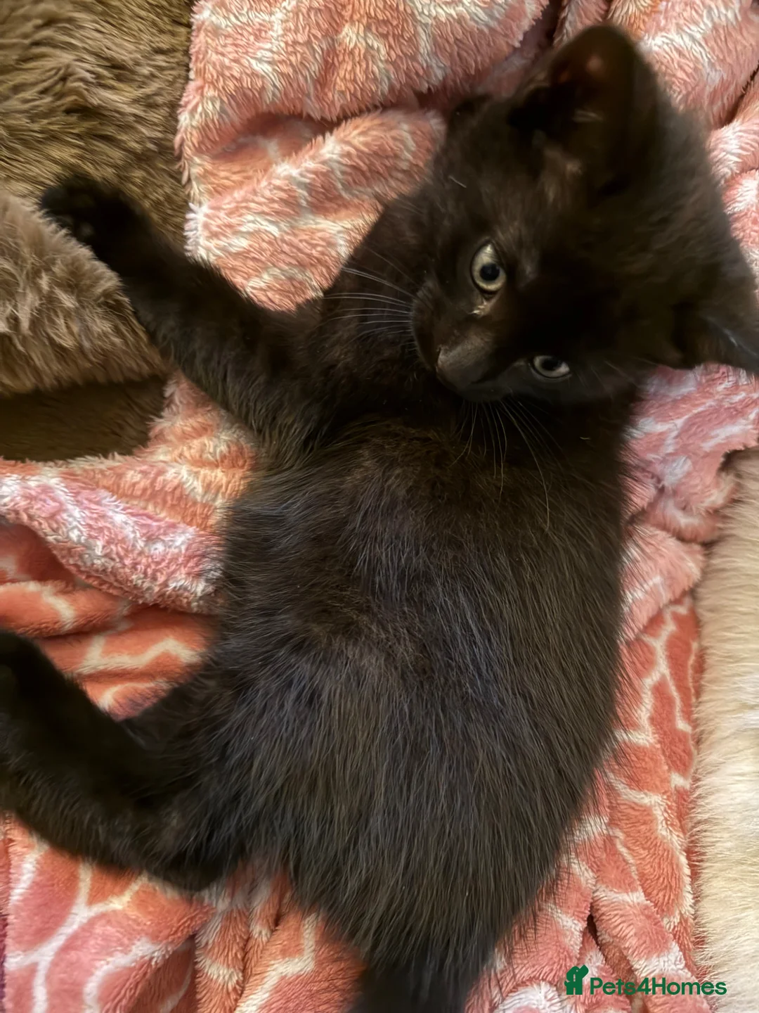 Mixed Breed cats for sale: Kittens for sale £70 - £150 Manchester - Advert 25